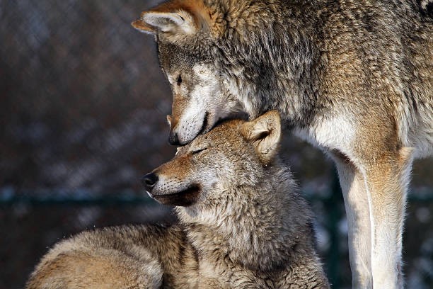 Create meme: wolves devotion, wolf , wolves couple