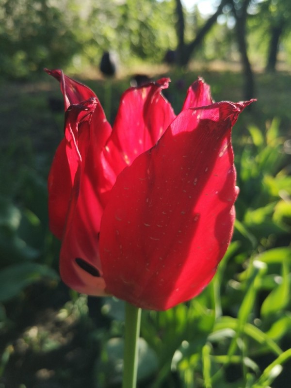 Create meme: tulip red shine, lady van eyck's tulip, red tulips