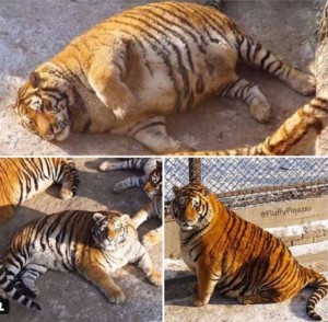 Создать мем: очень толстый тигр, жирный тигр, толстые тигры в китайском зоопарке