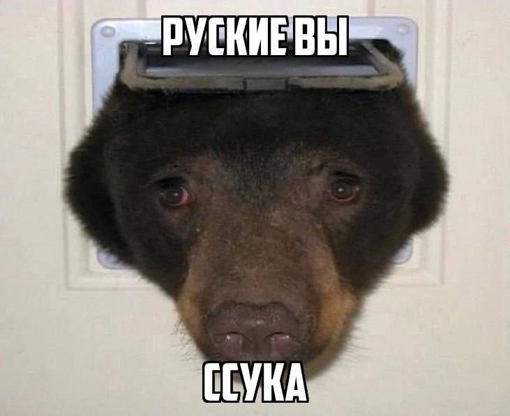 Create meme: perm bear meme muzzle, bear , bear bear