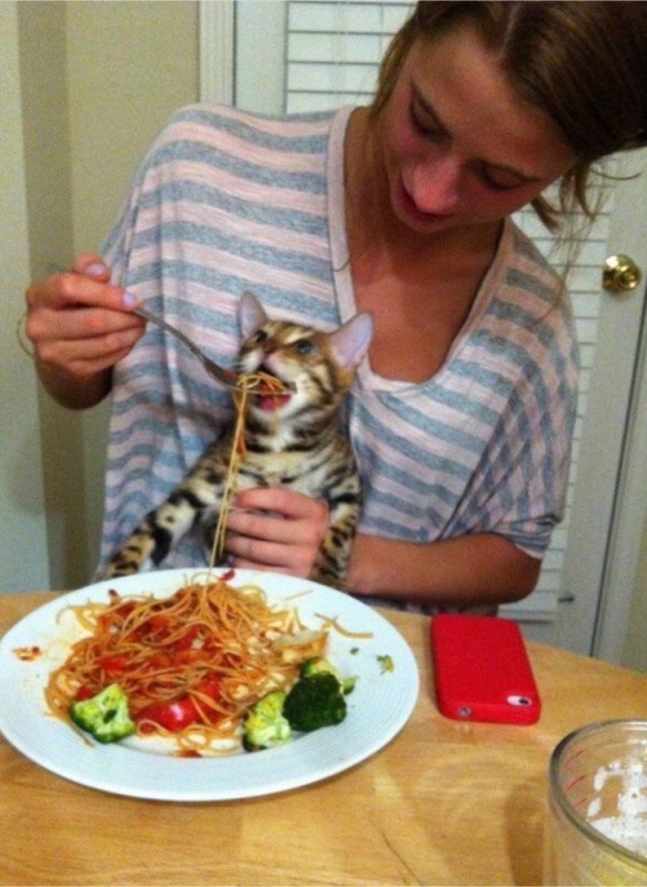 Создать мем: мем с котом и спагетти, кот, кота кормят спагетти мем