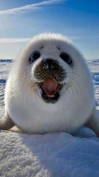 Create meme: cute seal, seal, baby seal
