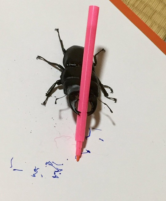 Create meme: beetle , beetle stag, black beetle