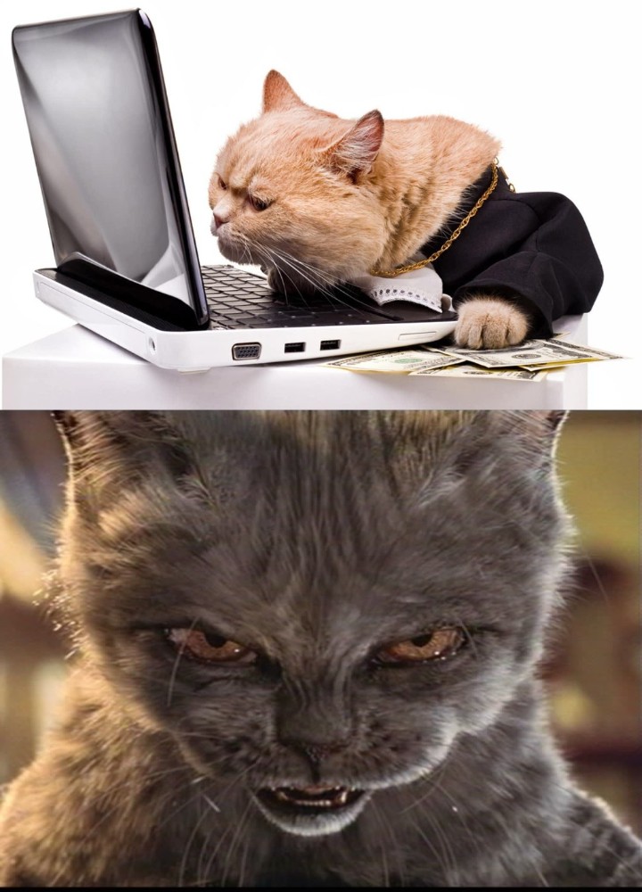 Small Angry Cat Except He's On A Computer : r/MemeTemplatesOfficial