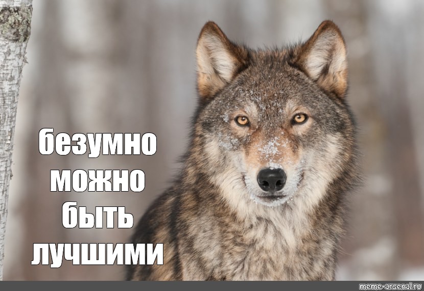 Можно Волк Фото