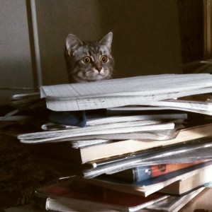 Создать мем: кот с книгой, кот в библиотеке найти кота, усталый котенок с книгами