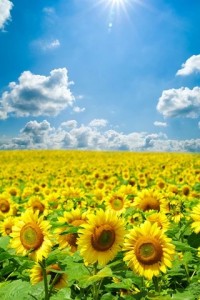 Create meme: field of sunflowers