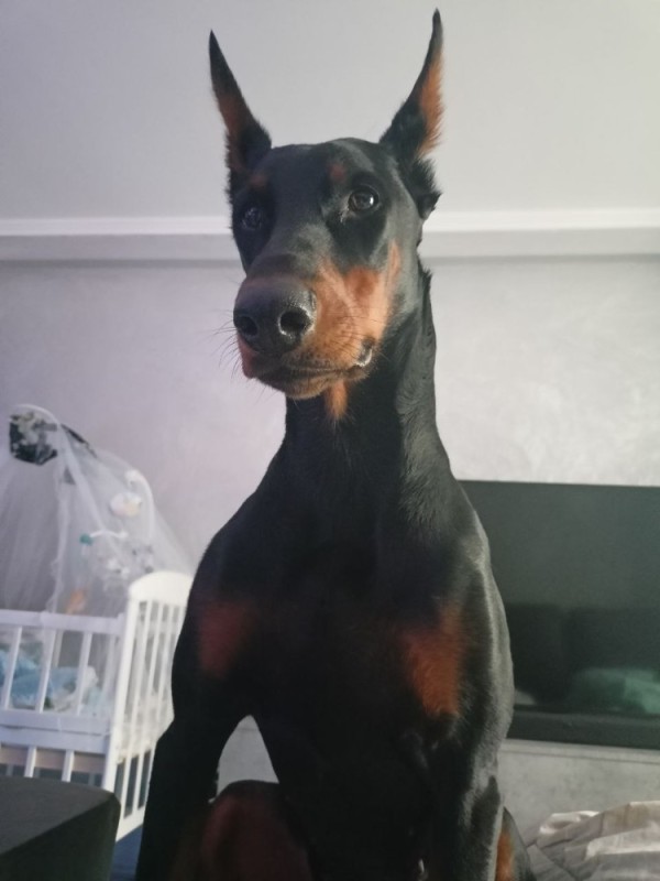 Create meme: doberman breed dog, Doberman dog, doberman pinscher breed