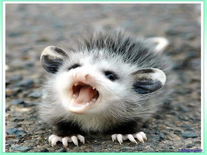 Create meme: big-eared opossum, possum , possum teeth