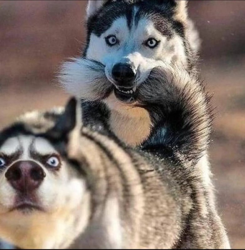 Create meme: siberian husky puppies, alaskan husky, husky breed