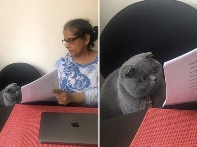 Create meme: cat , animals funny, cat with newspaper meme
