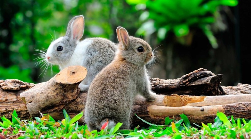 Create meme: wild rabbit, A bunny in the forest, rabbit 