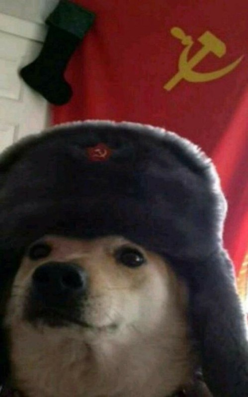 Create meme: ushanka USSR, a dog in an earflap of the USSR, dogs in hats