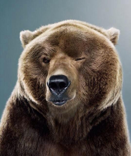 Create meme: bear bear, bear grin, bear face