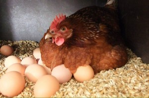 Create meme: laying hens