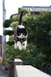 Create meme: the domestic cat, cats, flying cat