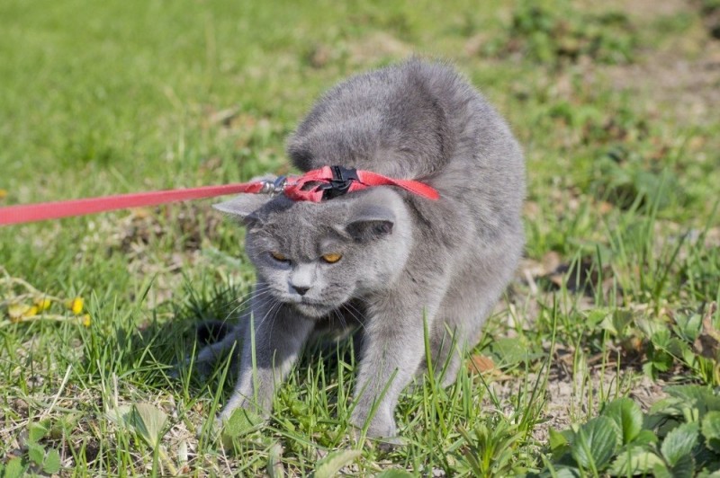 Create meme: a leash for a cat, a British cat on a leash, cat 