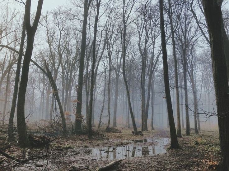 Создать мем: природа, поздняя осень в лесу, лес