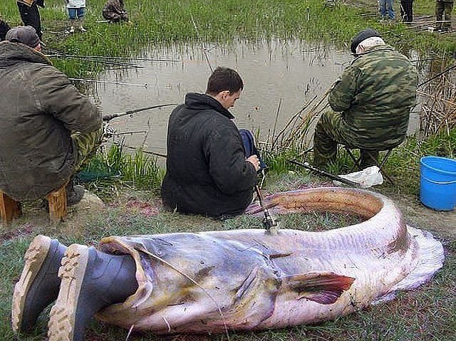 Создать мем: самая большая рыба в каме, самая большая рыба, рыбалка приколы