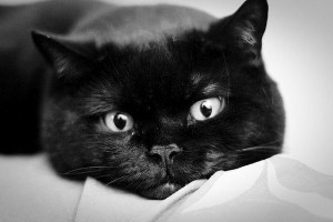 Create meme: cat and, black cat, black cat