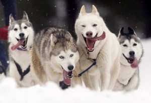 Create meme: husky NTV, sled dog, Siberian husky