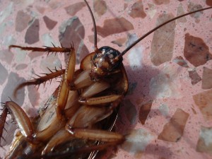Create meme: cockroach, the cockroach home, cockroach Cucaracha photo