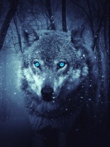 Create meme: blue wolf Wallpaper, photo of the wolf on your avatar, wolf with blue eyes pictures