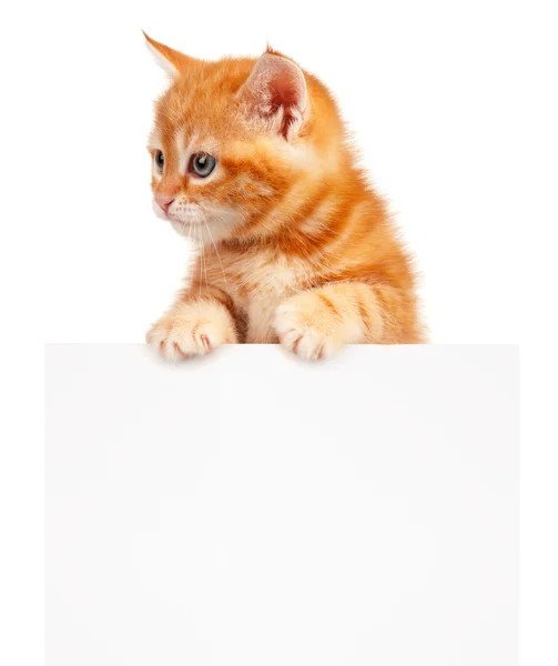 Создать мем: рыжий кот, котенок белый фон, рыжая кошка на белом фоне