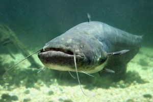 Create meme: Wels catfish, river catfish