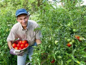 Create meme: tomato meme, farmer, nar