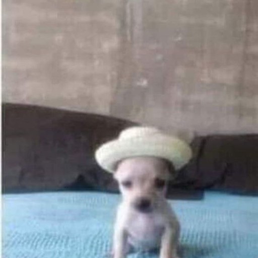 Create meme: Chihuahua puppies , mini Chihuahua, Chihuahua Lisa
