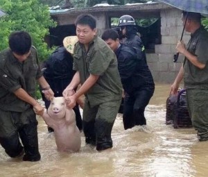 Создать мем: свинью бьют, свинью спасают от наводнения, свинья