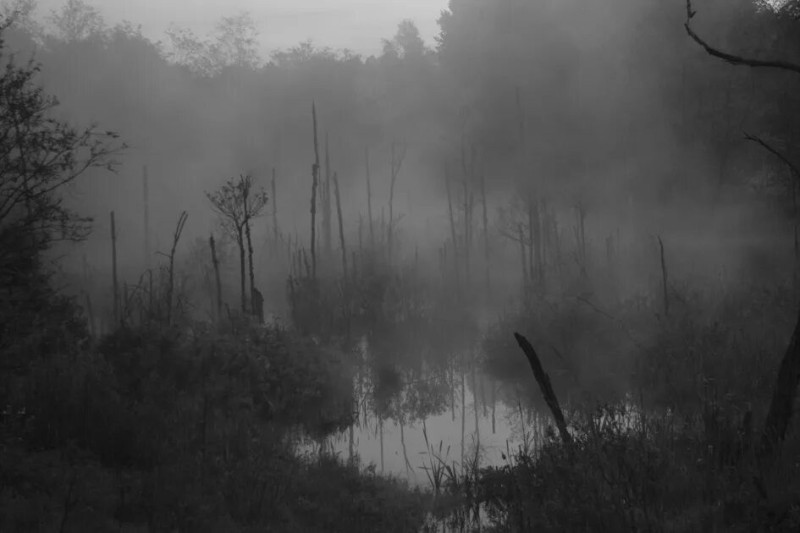 Create meme: the swamp is gloomy, the landscape is gloomy, swamp 