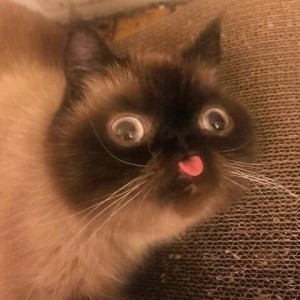 Create meme: animals memes, cool cat, kittens funny
