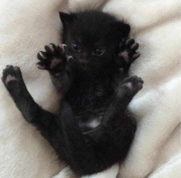 Create meme: The black kitten is cute, little black kitten, the cat is black
