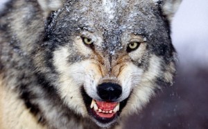 Create meme: wolf furious, the grin of a wolf, wolf