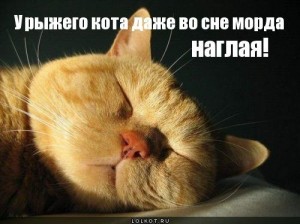 Создать мем: спящий котик, спящий рыжий кот, спящий кот