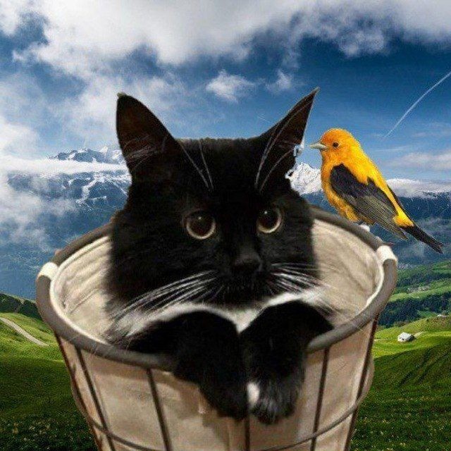 Create meme: The cat in the bucket, cat , uni cat