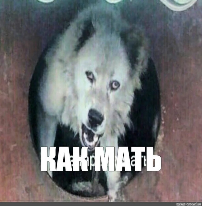 Создать мем: упоротая собака, мемы, здарова мать волк