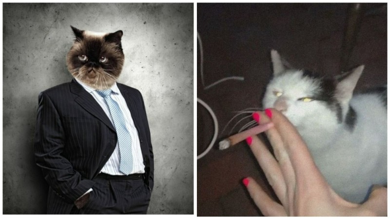 Создать мем: человек кот, глупая кошка, кошка