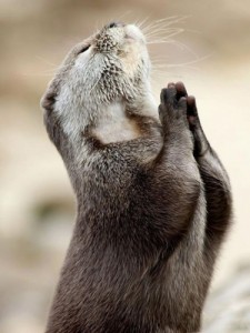 Create meme: give me strength, God give me strength, funny otter dancing