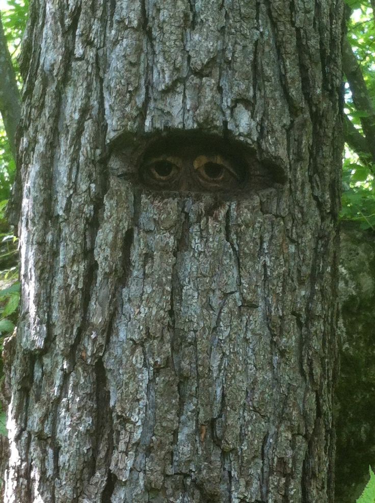 Create meme: a tree with a hollow, owl's hollow, hollow
