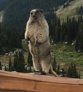 Create meme: screaming gopher in the mountains, a gopher screams in the mountains, the screaming gopher