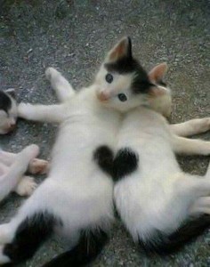 Create meme: love cat, cat funny, funny cats