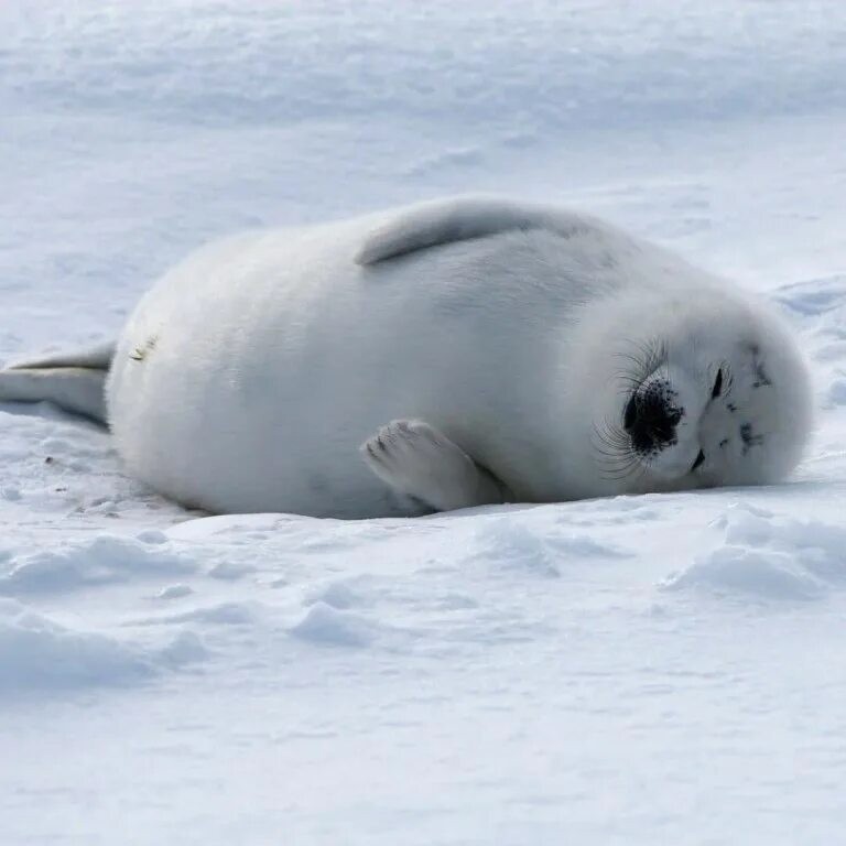 Создать мем: обыкновенный тюлень, белые тюлени, белёк детеныш тюленя