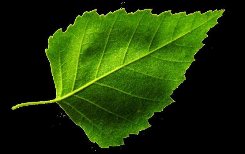 Создать мем: лист ольхи, зеленый лист березы, березовый лист на прозрачном фоне