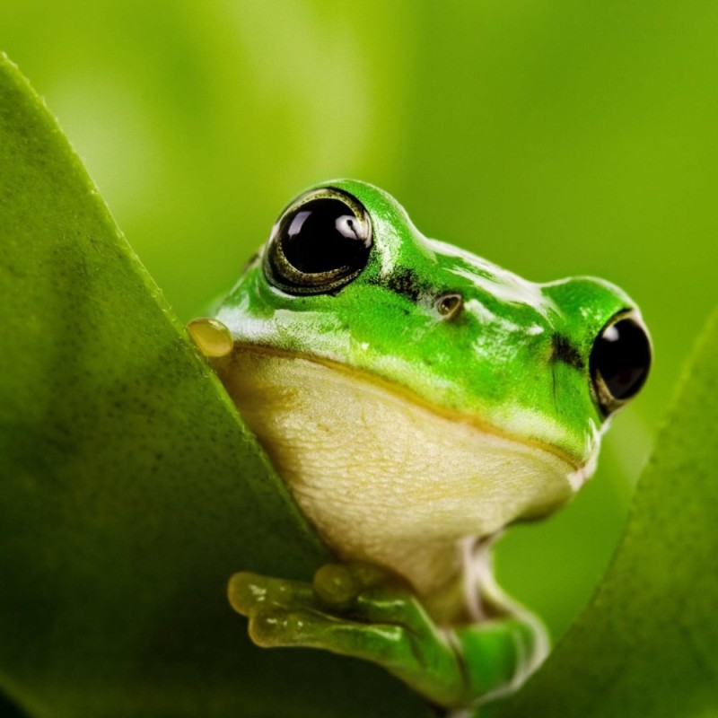 Создать мем: лягушка квакша зеленая, квакша лягушка, милые лягушки и жабки