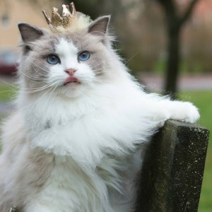 Создать мем: кошка аврора рэгдолл, кошка принцесса, кошки породы рэгдолл