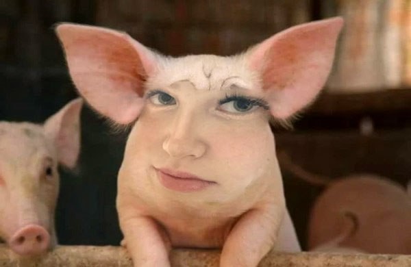 Create meme: pink pig, funny pigs, pig pig 