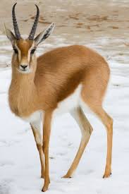 Create meme: Gazelle antelope